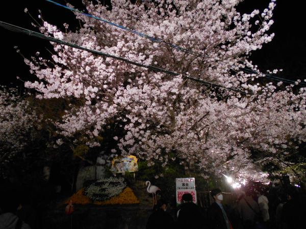 ���q�������̖���̍�