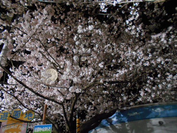 ���q�������̖���̍�