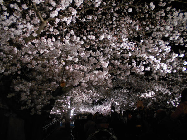 ���q�������̖���̍�