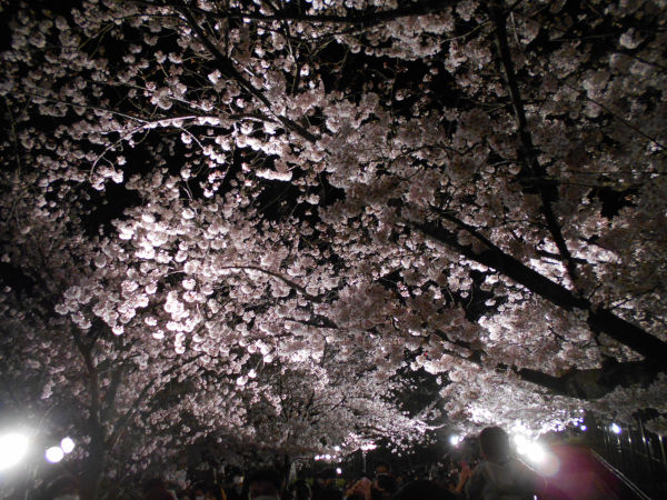 ���q�������̖���̍�