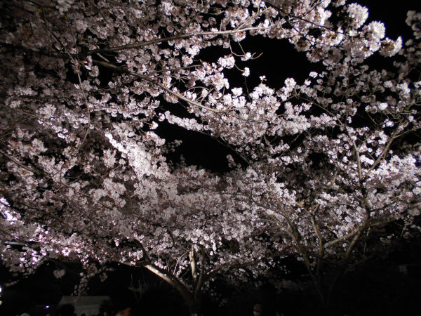 ���q�������̖���̍�