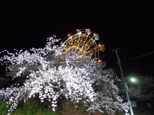 ���q�������̖���̍�