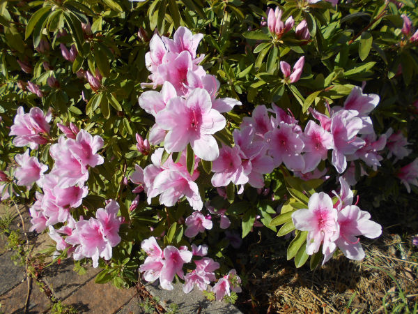 ��q�R�̃c�c�W