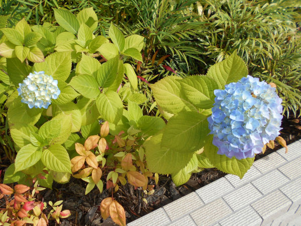 ��q�R�̃A�W�T�C