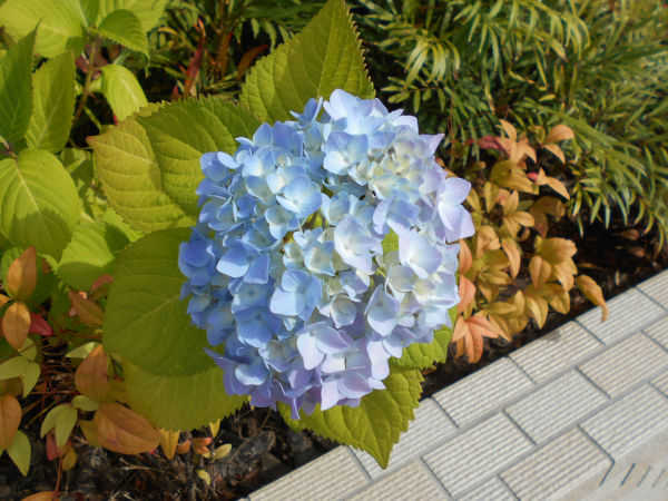 ��q�R�̃A�W�T�C