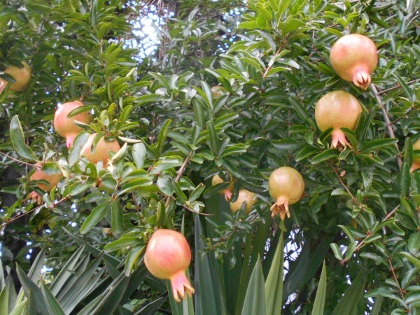 �U�N��(�ў�)