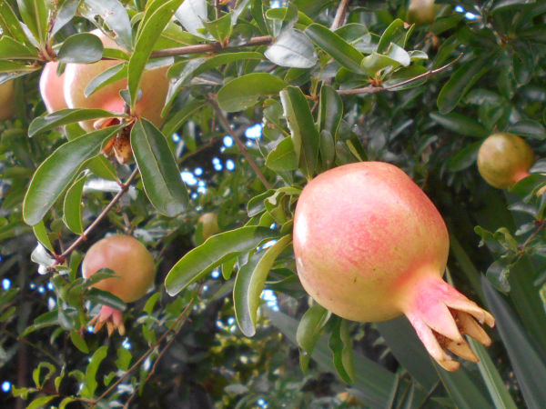 �U�N��(�ў�)