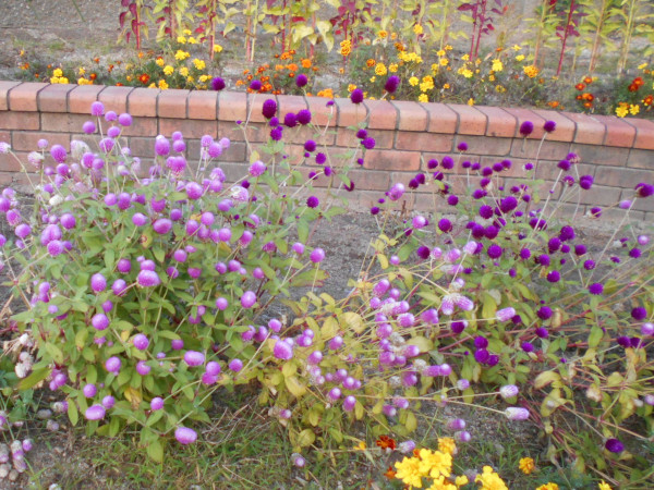 �Z���j�`�R�E