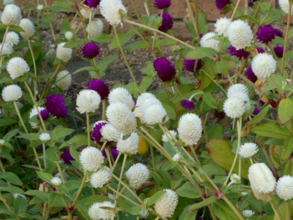 �Z���j�`�R�E