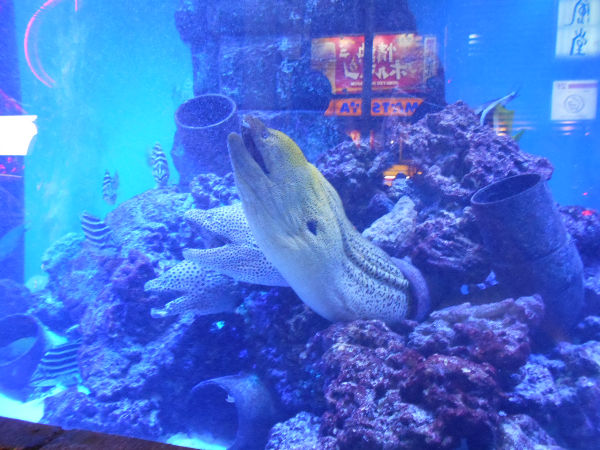 �����I�g���v���E�h��