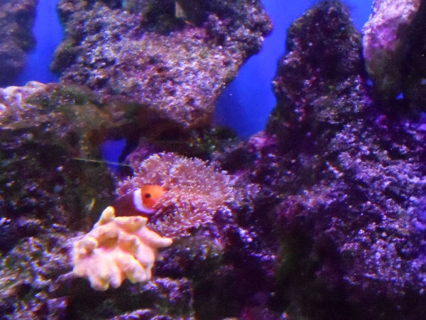 ドンキホーテ梅田のクマノミ ドンキホーテ梅田のクマノミ