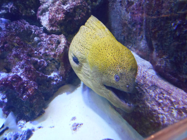 ドンキホーテ梅田のウツボ ドンキホーテ梅田のウツボ