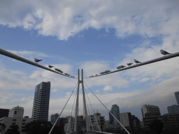 �J�����̓����}