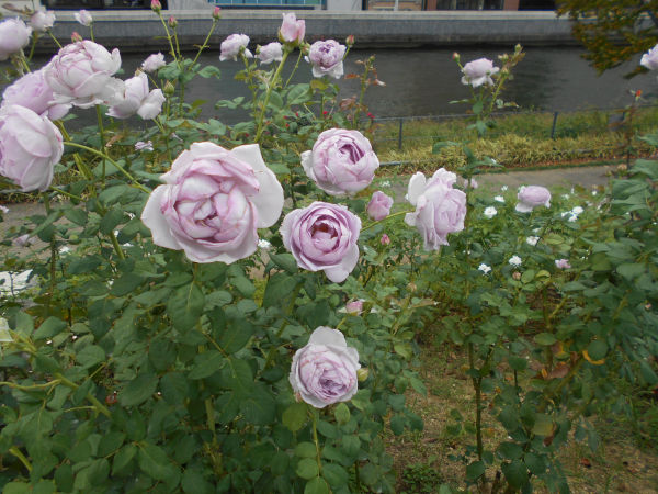 ���V���o����