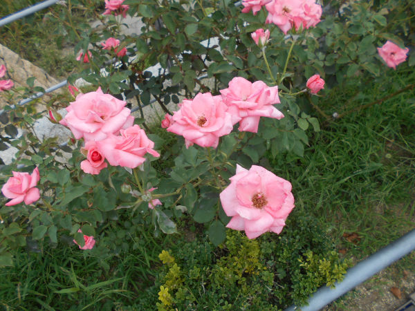 ���V���o����