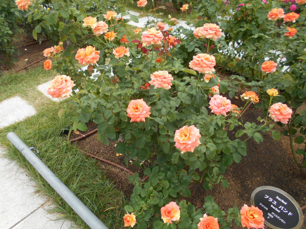 ���V���o����