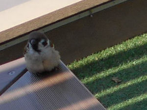 ���X�e�[�V�����V�e�B�̐�