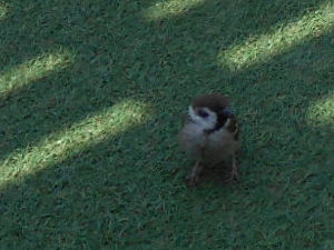 ���X�e�[�V�����V�e�B�̐�