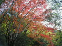 秋の自然道 秋の自然道