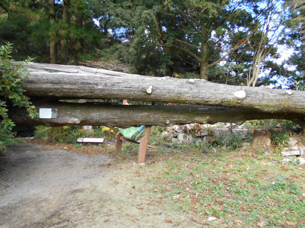 ���V�㎛�̐e�q��