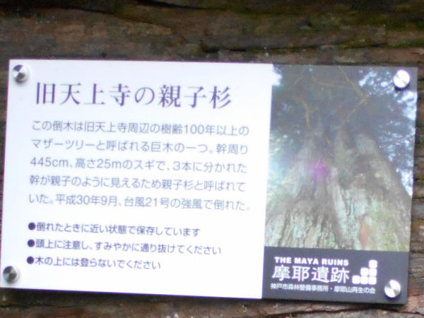 ���V�㎛�̐e�q��