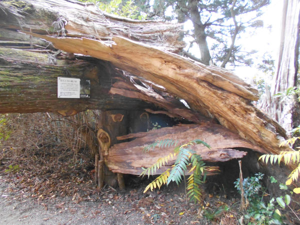 ���V�㎛�̐e�q��