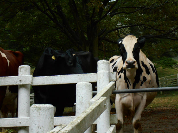 �Z�b�R�q��̋�