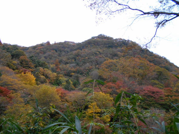 �z���n�[�u���ƍg�t