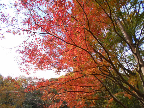 �嗴�����̍g�t