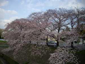 �V���J��