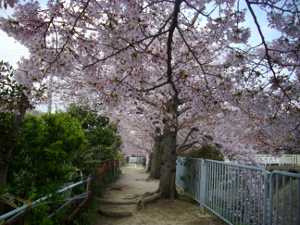 �V���J��