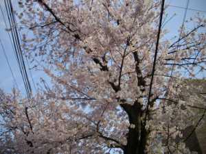 ���̃g���l��