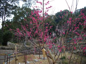 ���{�~�ь���