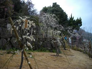 ���{�~�ь���