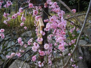 ���{�~�ь���