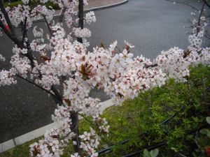 �����̏Z��X