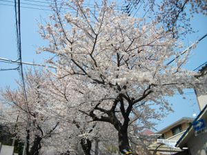 ���̃g���l��