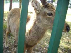 �߂��炵���n