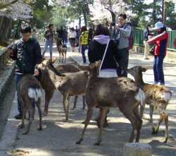 奈良公園の鹿