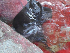 タッチプールのエイ タッチプールのエイ