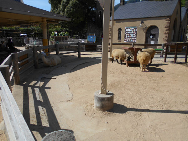 動物ふれあい広場・ラマ 動物ふれあい広場・ラマ