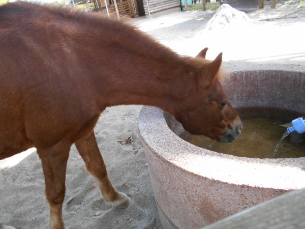 動物ふれあい広場・馬 動物ふれあい広場・馬
