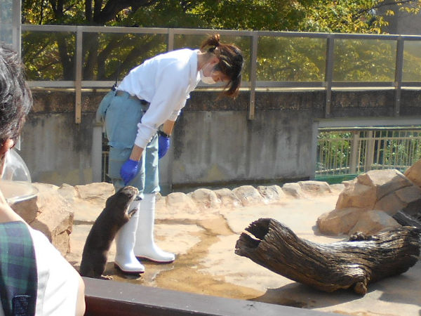 コツメカワウソ コツメカワウソ