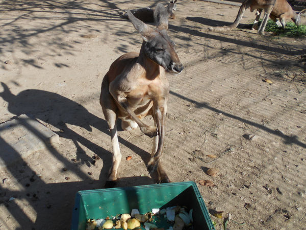 アカカンガルー アカカンガルー