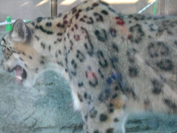 ユキヒョウ ユキヒョウ